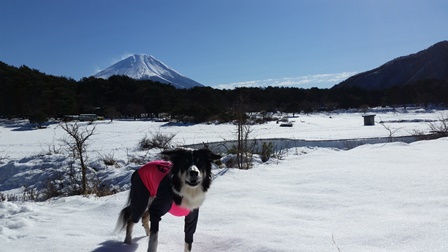 obedience dog training classes near me